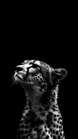 High-contrast monochrome cheetah portrait under void blackness.