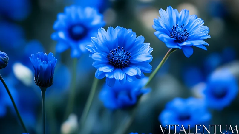 Blue Gerbera Daisies in Selective Focus Garden Setting.