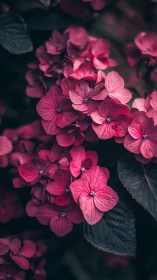 Vibrant Pink Hydrangea Blooms Dancing in Soft Light
