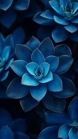 Blue Succulents in Geometric Arrangement.