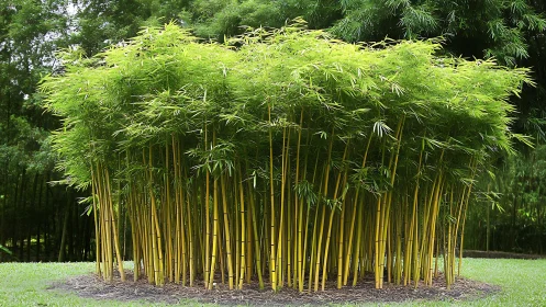 Vibrant yellow bamboo grove in lush green garden landscape.