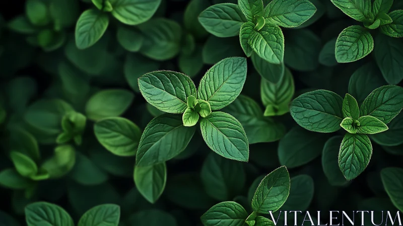 Top view of dense green foliage with layered leaves.