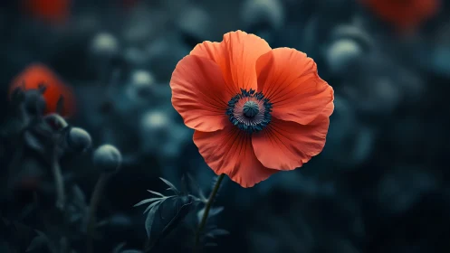 Red Poppy with Dark Blue-Green Background.
