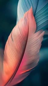 Macro study isolates coral feather against teal blur