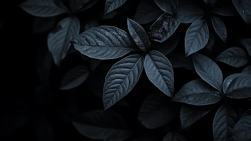 Low-key macro foliage captures dewy leaf venation in cool monochrome