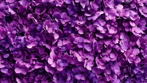 Dense Purple Hydrangea Blooms Fill Frame Completely