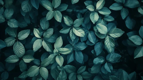 Moody teal foliage canopy with soft directional lighting.