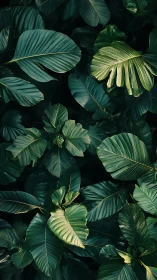 Leaves weave a quiet emerald labyrinth in soft shadow