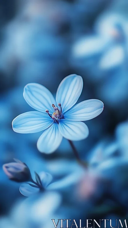 Single blue flower in sharp focus against soft blur background.