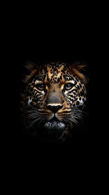 Staring leopard portrait emerging from deep black void.