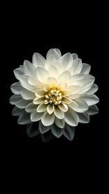 Luminous Dahlia: Radial Petal Geometry Against Void Background.