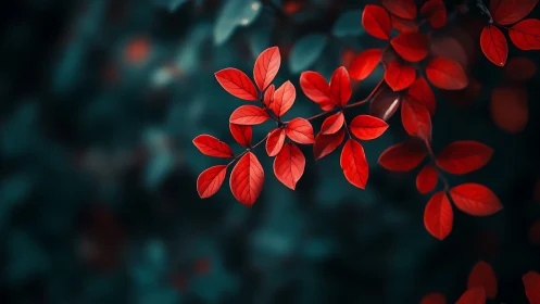 Red foliage branch against dark defocused background.