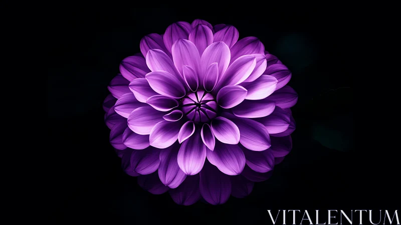 Purple dahlia bloom rendered against black background