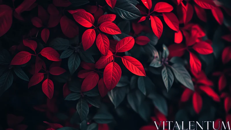 Crimson foliage emerging from deep teal shadows at dusk.