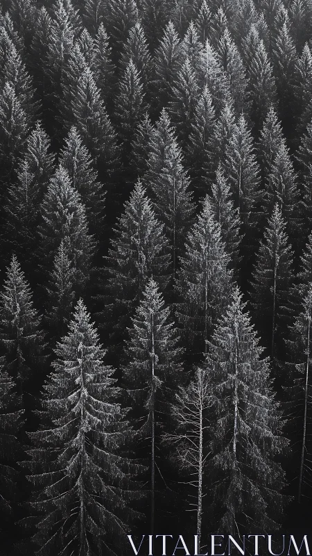 Snow-dusted conifer forest in dense vertical aerial view.