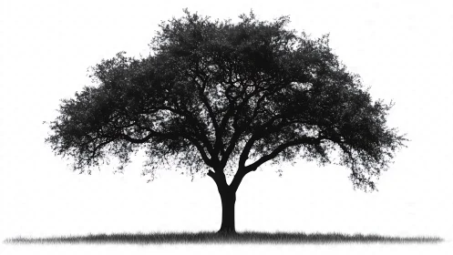 Solitary deciduous tree silhouette on white background.