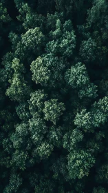 Aerial Forest Canopy: Verdant Treetops Pattern.