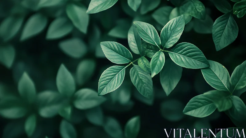 Central leaf cluster emerges in shallow-focus green foliage