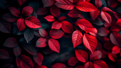 Crimson foliage glows against deep shadows in moody contrast