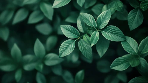 Central leaf cluster emerges in shallow-focus green foliage
