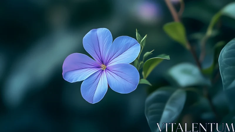 Delicate Blue Flower with Five Petals in Soft Focus
