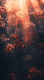 Sunbeams wash an autumn forest canopy in glowing haze