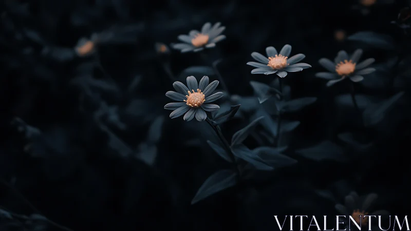 Dark field daisy cluster showing selective focus on blue-petaled blooms