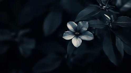 Moonlit Petals: A Delicate Bloom in Darkness.
