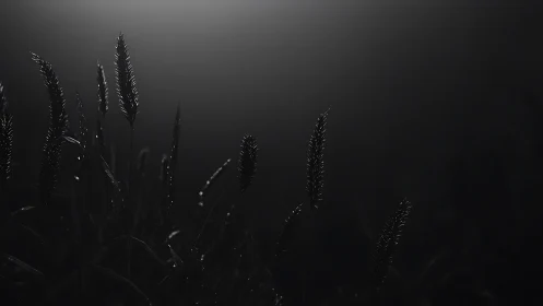 Backlit grass seed heads in low-key monochrome field scene.