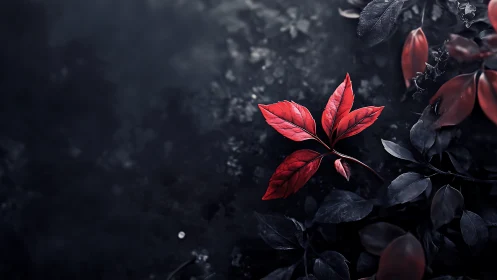 Solitary red leaf glows against deep shadowed foliage
