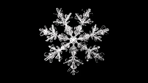 Intricate snowflake macro on stark black backdrop.