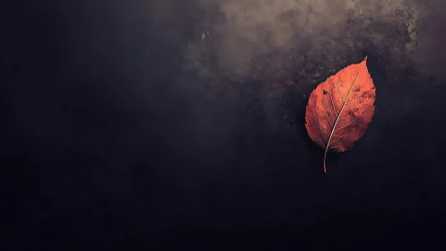 Single dried leaf on dark textured background surface.