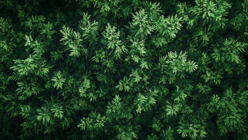 Dense overhead view of green conifer foliage pattern.