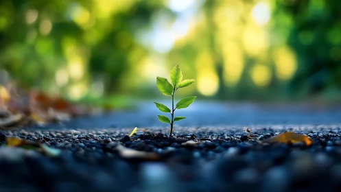 Small plant grows through asphalt surface in shallow focus