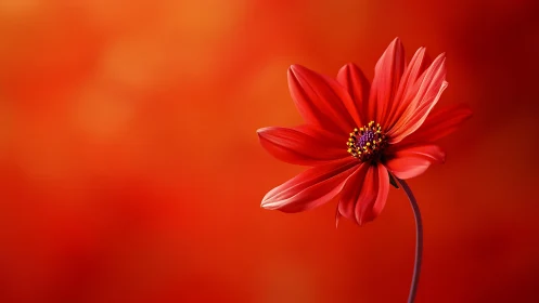 Single red blossom under shallow depth-of-field optics.
