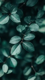 Gentle teal leaves drifting through a dreamy forest hush.