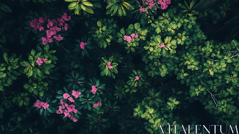 Magenta Blooms Against Deep Green Foliage.