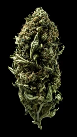 Single cannabis bud macro against solid black background.