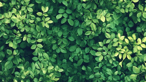 Botanical overhead foliage pattern in soft natural focus.