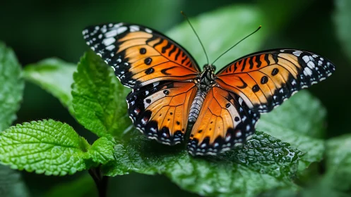 Ember-winged butterfly resting on dew-kissed jungle leaves.