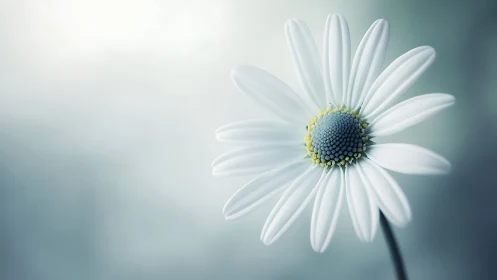 White Daisy with Blue Center: Macro Botanical Study.