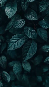 Moody macro foliage with teal-tinted raindrop detailing.