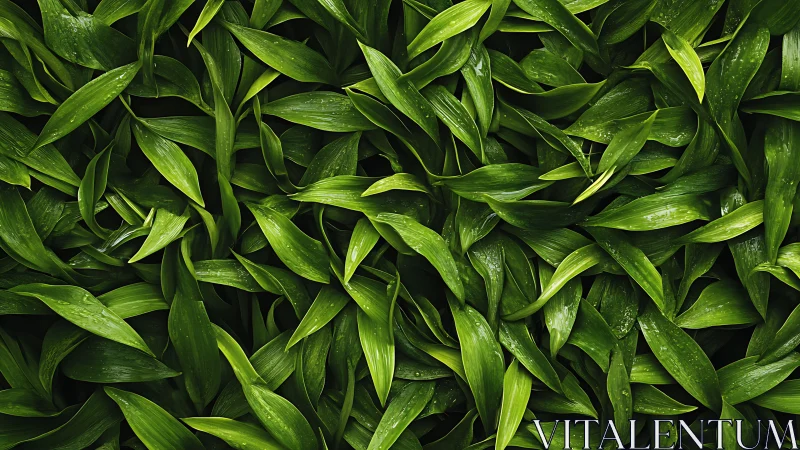 Green leaves overlap densely across the full image frame