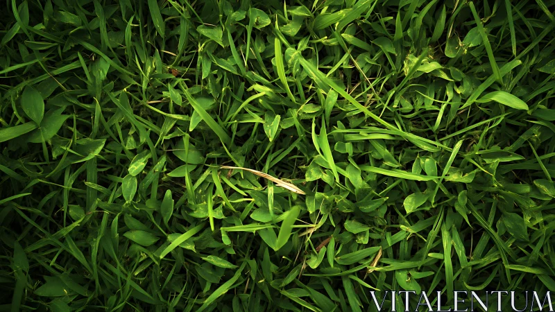 Sunlit green grass forms a fresh, textured natural carpet