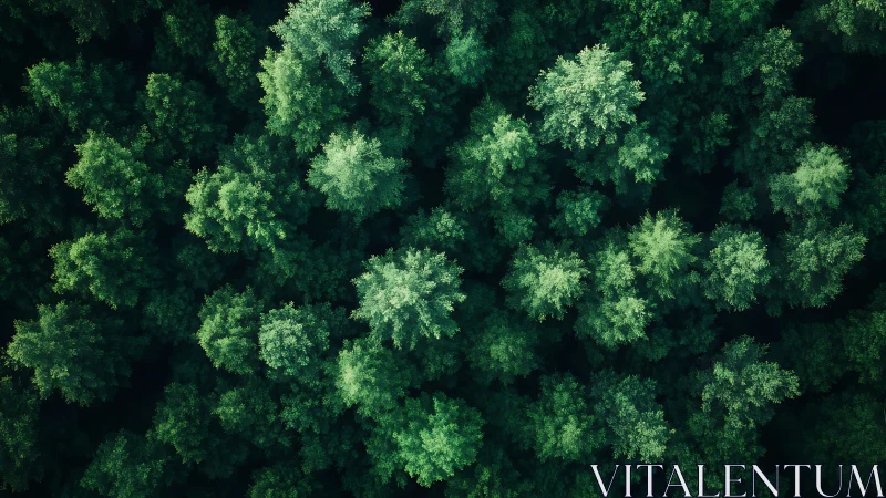 Aerial view of dense green forest with lush treetops, natural style.
