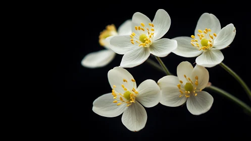 Delicate white anemone flowers with golden stamens bloom against darkness.