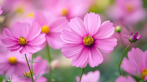 Pink cosmos flowers in garden setting with selective focus.