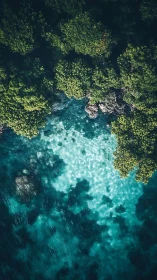 Emerald treetops lean over glassy turquoise shallows
