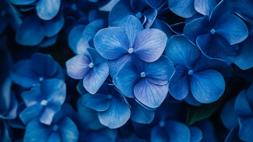 Delicate Blue Hydrangea Blossoms in Soft Focus.