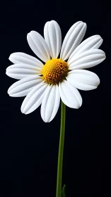 Single white daisy on dark background in close focus.